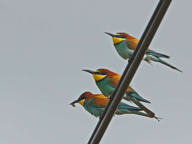 Merops apiater Bijeneter European Bee-eater